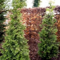 Almindelig Thuja 'Yellow Ribbon' Thuja Occidentalis 'Yellow Ribbon' Potte 3,0 Liter,- 40-60 Cm. -Siriu Planter Butik p2146 52861 thuja occidentalis yellow ribbon 4d78