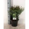Hønsebenstræ Thujopsis Dolobrata Potte 3,0 Liter,- 25-30 Cm. -Siriu Planter Butik p2149 11428 thujopsis dolobrata 9487