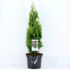 Almindelig Thuja 'Degroots Spire' Thuja Occidentalis 'Degroots Spire' Potte 3,0 Liter,- 30-40 Cm. -Siriu Planter Butik p21634 36690 thuja occidentalis degroots spire f374