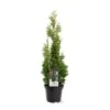 Almindelig Thuja 'Degroots Spire' Thuja Occidentalis 'Degroots Spire' Potte 3,0 Liter,- 30-40 Cm. -Siriu Planter Butik p21634 38838 image 3c9a