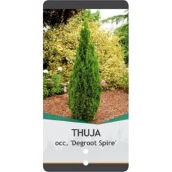 Almindelig Thuja 'Degroots Spire' Thuja Occidentalis 'Degroots Spire' Potte 3,0 Liter,- 30-40 Cm. -Siriu Planter Butik p21634 38839 image 1d23