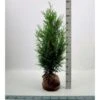 Kæmpethuja Thuja Plicata 'Martin' Med Klump,- 80-100 Cm. -Siriu Planter Butik p21652 52749 thuja plicata martin 55a5