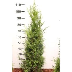 Kæmpethuja Thuja Plicata 'Martin' Med Klump,- 80-100 Cm. -Siriu Planter Butik p21652 52750 thuja plicata martin 66f2
