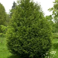 Kæmpethuja Thuja Plicata 'Martin' Med Klump,- 80-100 Cm. -Siriu Planter Butik p21652 52862 thuja plicata martin 427e