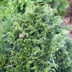 Kæmpethuja Thuja Plicata 'Martin' Med Klump,- 80-100 Cm. -Siriu Planter Butik p21652 52863 thuja plicata martin 44e5