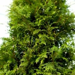 Kæmpethuja Thuja Plicata 'Martin' Med Klump,- 80-100 Cm. -Siriu Planter Butik p21652 52864 thuja plicata martin fd26