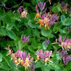 Kaprifolie 'American Beauty' Lonicera X Heckrottii 'American Beauty' Potte 2,0 Liter,- Opbundet 60-100 Cm