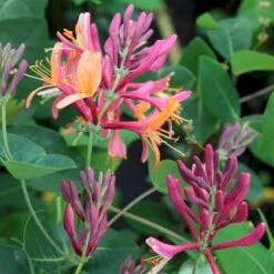 Siriu Planter Butik -Siriu Planter Butik p21770 50609 lonicera x heckrottii american beauty 2a8d
