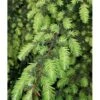 Vestamerikansk Hemlock Tsuga Heterophylla Med Klump,- 175-200 Cm. -Siriu Planter Butik p2196 1703 tsuga heterophylla 1624