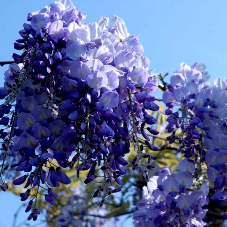 Kinesisk Blåregn 'Prolific' Wisteria Sinensis 'Prolific' Potte 7,5 Liter,- Opbundet 150-200 Cm. 4 Kinesisk Blåregn 'Prolific' Wisteria Sinensis 'Prolific' Potte 7,5 Liter,- Opbundet 150-200 Cm. - Billede 2