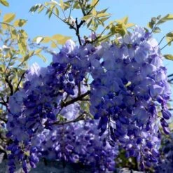 Kinesisk Blåregn 'Prolific' Wisteria Sinensis 'Prolific' Potte 7,5 Liter,- Opbundet 150-200 Cm. 11 Kinesisk Blåregn 'Prolific' Wisteria Sinensis 'Prolific' Potte 7,5 Liter,- Opbundet 150-200 Cm. -Siriu Planter Butik p2265 48968 wisteria sinensis prolific 8130