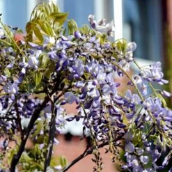 Kinesisk Blåregn 'Prolific' Wisteria Sinensis 'Prolific' Potte 7,5 Liter,- Opbundet 150-200 Cm. 12 Kinesisk Blåregn 'Prolific' Wisteria Sinensis 'Prolific' Potte 7,5 Liter,- Opbundet 150-200 Cm. -Siriu Planter Butik p2265 48969 wisteria sinensis prolific 5cf1