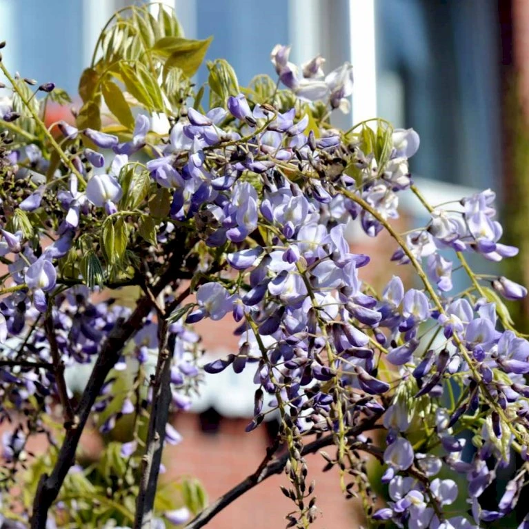 Kinesisk Blåregn 'Prolific' Wisteria Sinensis 'Prolific' Potte 7,5 Liter,- Opbundet 150-200 Cm. 6 Kinesisk Blåregn 'Prolific' Wisteria Sinensis 'Prolific' Potte 7,5 Liter,- Opbundet 150-200 Cm. - Billede 4