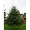 Nordmannsgran Abies Nordmanniana Potte 7,5 Liter 60-80 Cm. -Siriu Planter Butik p2291 1760 abies nordmanniana c7b5