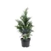Blå Cypres Til Hæk Chamaecyparis Lawsoniana 'Columnaris' Potte 3,0 Liter,- 40-60 Cm. -Siriu Planter Butik p2298 47618 chamaecyparis lawsoniana columnaris 2108