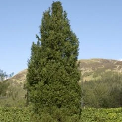 Blå Cypres Til Hæk Chamaecyparis Lawsoniana 'Columnaris' Potte 3,0 Liter,- 40-60 Cm. -Siriu Planter Butik p2298 52770 chamaecyparis lawsoniana columnaris 1395