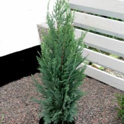 Blå Cypres Til Hæk Chamaecyparis Lawsoniana 'Columnaris' Potte 3,0 Liter,- 40-60 Cm. -Siriu Planter Butik p2298 52771 chamaecyparis lawsoniana columnaris 0c81