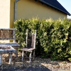 Hækthuja 'Brabant' Thuja Occidentalis 'Brabant' Med Klump,- 175-200 Cm. -Siriu Planter Butik p2303 47524 thuja occidentalis brabant cd58