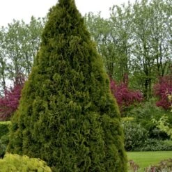 Hækthuja 'Holmstrup' Thuja Occidentalis 'Holmstrup' Med Klump,- 60-80 Cm. -Siriu Planter Butik p2305 52853 thuja occidentalis holmstrup af06