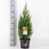 Kinesisk Enebær 'Stricta' Juniperus Chinensis 'Stricta' Potte 3,0 Liter,- 40-60 Cm. -Siriu Planter Butik p23060 33835 juniperus chinensis stricta 3564