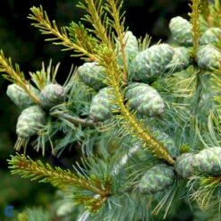 Penselfyr 'Tempelhof' Pinus Parviflora 'Tempelhof' Potte 2,5 Liter, - 25-30 Cm. -Siriu Planter Butik p23193 53997 pinus parviflora tempelhof cdad