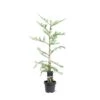 Rødtræ Sequoia Sempervirens Potte 5,0 Liter,- 80-100 Cm. -Siriu Planter Butik p23207 43365 sequoia sempervirens b779