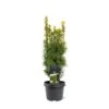 Almindelig Taks 'David' Taxus Baccata 'David' Potte 3,0 Liter,- 40-60 Cm. -Siriu Planter Butik p23213 43367 taxus baccata david 6c25