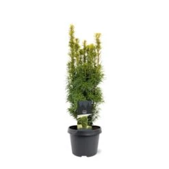 Almindelig Taks 'David' Taxus Baccata 'David' Potte 3,0 Liter,- 40-60 Cm.