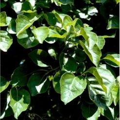 Træmorder 'Hercules' Celastrus Orbiculatus 'Hercules' (Hanplante) Potte 2,0 Liter,- Opbundet