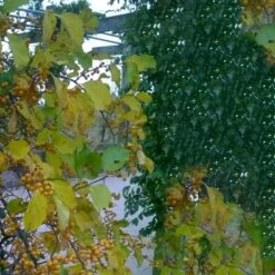 Siriu Planter Butik -Siriu Planter Butik p24357 50546 celastrus orbiculatus hercules hanplante 4cc4