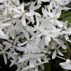 Stedsegrøn Klematis 'Snowdrift' Clematis Armandii 'Snowdrift' Potte 2,0 Liter,- Opbundet 60-100 Cm -Siriu Planter Butik p24366 50554 clematis armandii snowdrift f321