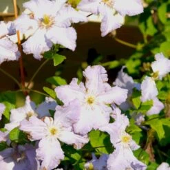 Italiensk Skovranke 'Blekitny Aniol' Clematis Viticella 'Blekitny Aniol' (syn. Blue Angel) Potte 2,0 Liter,- Opbundet 60-100 Cm -Siriu Planter Butik p24375 48665 clematis viticella blekitny aniol syn blue angel 8d56