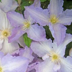 Italiensk Skovranke 'Blekitny Aniol' Clematis Viticella 'Blekitny Aniol' (syn. Blue Angel) Potte 2,0 Liter,- Opbundet 60-100 Cm -Siriu Planter Butik p24375 50583 clematis viticella blekitny aniol syn blue angel 0b61