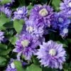 Evison Klematis 'Diamantina'® Clematis Evison 'Diamantina'® Potte 2,0 Liter,- Opbundet 60-100 Cm -Siriu Planter Butik p24391 27673 clematis diamantina tm evipo 039 r 6ecf