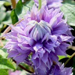 Evison Klematis 'Diamantina'® Clematis Evison 'Diamantina'® Potte 2,0 Liter,- Opbundet 60-100 Cm -Siriu Planter Butik p24391 50556 clematis evison diamantina a5c2