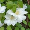 Klematis 'Guernsey Cream' Clematis Hybrid 'Guernsey Cream' Potte 2,0 Liter,- Opbundet 2 Klematis 'Guernsey Cream' Clematis Hybrid 'Guernsey Cream' Potte 2,0 Liter,- Opbundet -Siriu Planter Butik p24417 50730 clematis hybrid guernsey cream 7486