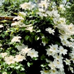 Klematis 'Guernsey Cream' Clematis Hybrid 'Guernsey Cream' Potte 2,0 Liter,- Opbundet -Siriu Planter Butik p24417 50731 clematis hybrid guernsey cream 0a97