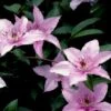 Klematis 'Pink Fantasy' Clematis Hybrid 'Pink Fantasy' Potte 2,0 Liter,- Opbundet -Siriu Planter Butik p24472 48603 clematis hybrid pink fantasy f1b9