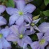 Italiensk Skovranke 'Prince Charles' Clematis Viticella 'Prince Charles' Potte 2,0 Liter,- Opbundet 60-100 Cm -Siriu Planter Butik p24474 27655 clematis prince charles 0419