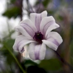 Texas-Skovranke 'Princess Kate'® Clematis Texensis 'Princess Kate'® Potte 2,0 Liter,- Opbundet 60-100 Cm