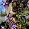 Alpe-Skovranke 'Tage Lundell' Clematis Alpina 'Tage Lundell' Potte 2,0 Liter,- Opbundet 60-100 Cm -Siriu Planter Butik p24497 48537 clematis alpina tage lundell 8f61