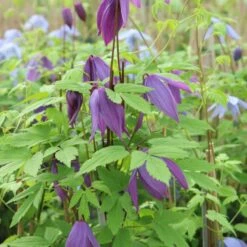 Alpe-Skovranke 'Tage Lundell' Clematis Alpina 'Tage Lundell' Potte 2,0 Liter,- Opbundet 60-100 Cm -Siriu Planter Butik p24497 50551 clematis alpina tage lundell 4e00