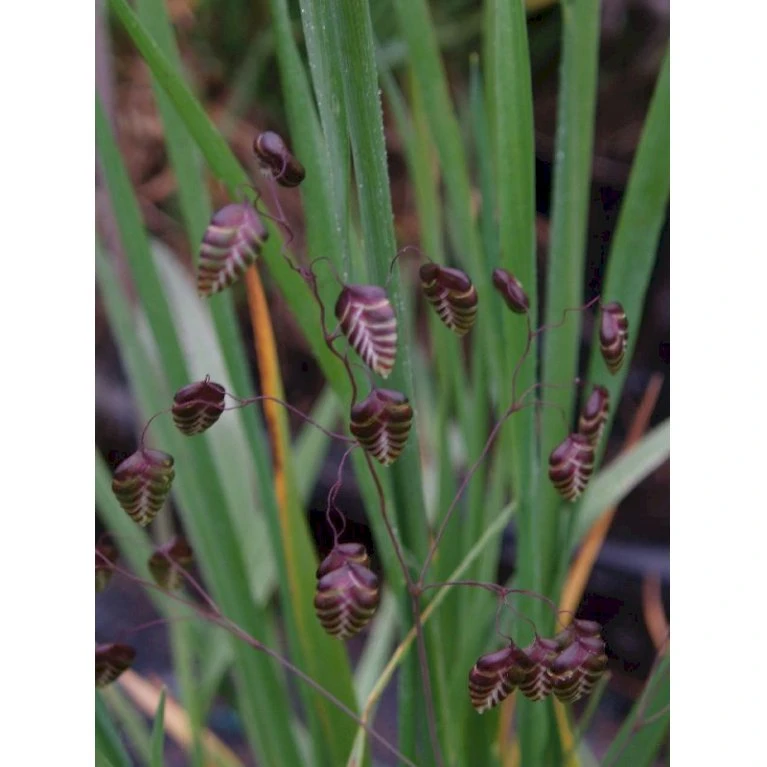 Hjertegræs Briza Media 1 Liter Potte 3 Hjertegræs Briza Media 1 Liter Potte