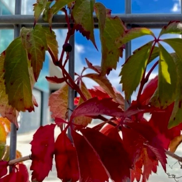 Klatrevildvin Parthenocissus Quinquefolia Potte 7,5 Liter,- Opbundet 150-200 Cm. 3 Klatrevildvin Parthenocissus Quinquefolia Potte 7,5 Liter,- Opbundet 150-200 Cm.