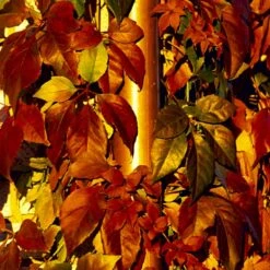 Klatrevildvin Parthenocissus Quinquefolia Potte 7,5 Liter,- Opbundet 150-200 Cm. 12 Klatrevildvin Parthenocissus Quinquefolia Potte 7,5 Liter,- Opbundet 150-200 Cm. -Siriu Planter Butik p24519 48769 parthenocissus quinquefolia dbd3