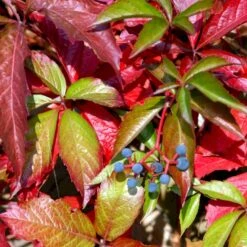 Klatrevildvin Parthenocissus Quinquefolia Potte 7,5 Liter,- Opbundet 150-200 Cm. 13 Klatrevildvin Parthenocissus Quinquefolia Potte 7,5 Liter,- Opbundet 150-200 Cm. -Siriu Planter Butik p24519 48770 parthenocissus quinquefolia 9b79