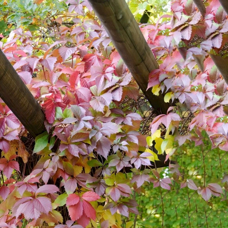 Klatrevildvin Parthenocissus Quinquefolia Potte 7,5 Liter,- Opbundet 150-200 Cm. 7 Klatrevildvin Parthenocissus Quinquefolia Potte 7,5 Liter,- Opbundet 150-200 Cm. - Billede 5