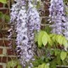 Japansk Blåregn 'Domino' Wisteria Floribunda 'Domino' (syn. Issai) Potte 2,0 Liter,- Opbundet -Siriu Planter Butik p24526 27361 wisteria floribunda domino 8bbb