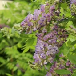 Japansk Blåregn 'Rosea' Wisteria Floribunda 'Rosea' Potte 2,0 Liter,- Opbundet -Siriu Planter Butik p24533 50707 wisteria floribunda rosea a439