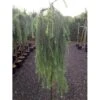 Hængende Japansk Lærk 'Stiff Weeping' Larix Kaempferi 'Stiff Weeping' Opstammet,- Potte 12 Liter,- 150 Cm. Stamme -Siriu Planter Butik p2503 9063 larix kaempferi stiff weeping cc81